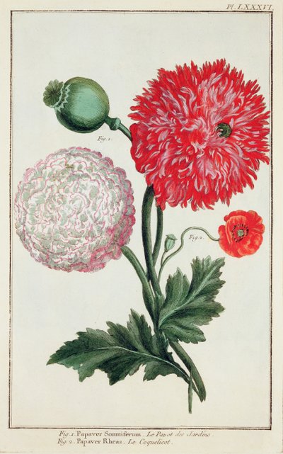 Papaver somniferum e Papaver rheas inciso dalla Scuola Tedesca del XVIII secolo da Basilius Besler